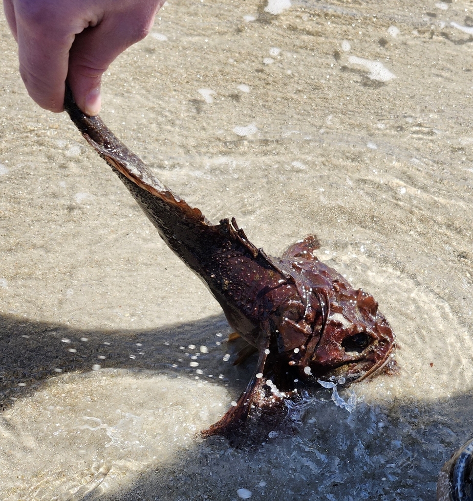 sea raven