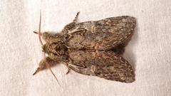 Peridea anceps