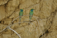 Merops cyanophrys