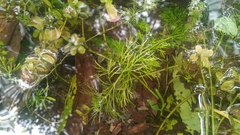 Limnophila trichophylla