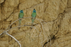Merops cyanophrys