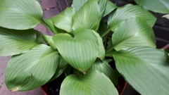 Hosta sieboldiana