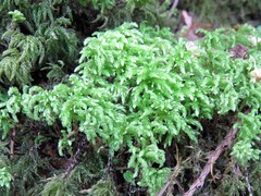 Leucolepis