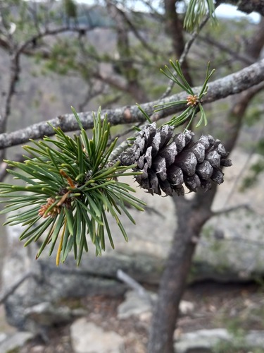 Pinus virginiana, photographed by an iNaturalist contributor