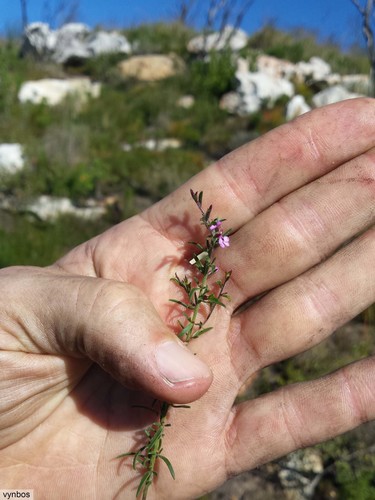 Carbuncle Purplegorse (Muraltia comptonii)