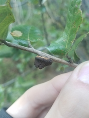 Disholandricus chrysolepidis