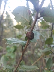 Disholandricus chrysolepidis