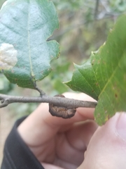 Disholandricus chrysolepidis