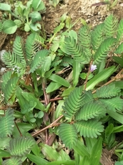 Mimosa pudica