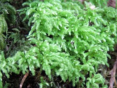 Leucolepis