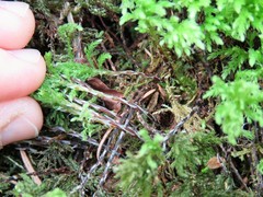Leucolepis