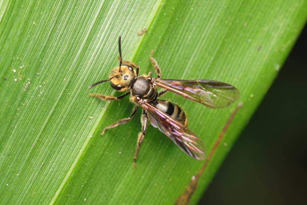 Rhinocorynura vernoniae