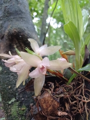Lycaste tricolor