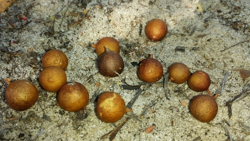 Combretum longicollum