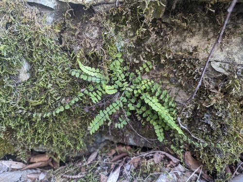Asplenium quadrivalens