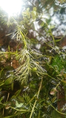 Limnophila trichophylla