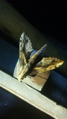 Xylophanes ceratomioides