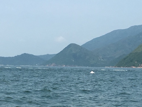 Indo-Pacific Humpback Dolphin