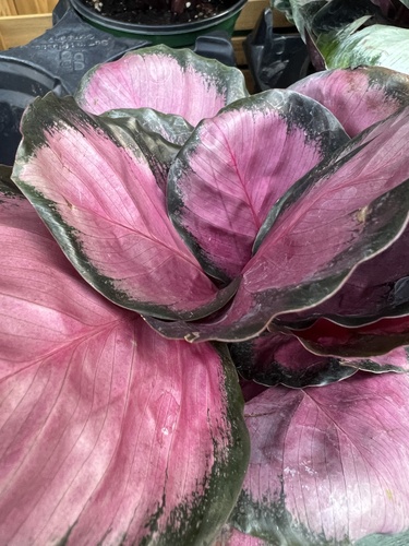 Maranta