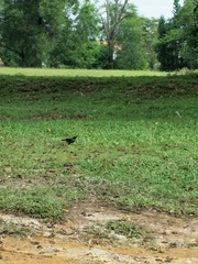 Acridotheres javanicus