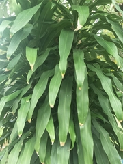 Dracaena fragrans