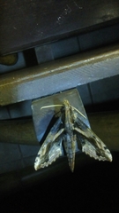 Xylophanes ceratomioides