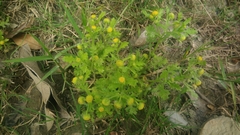 Grangea maderaspatana