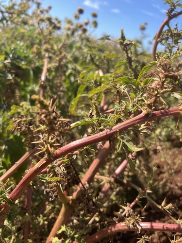 Amaranthus spinosus observed 2024-04-10