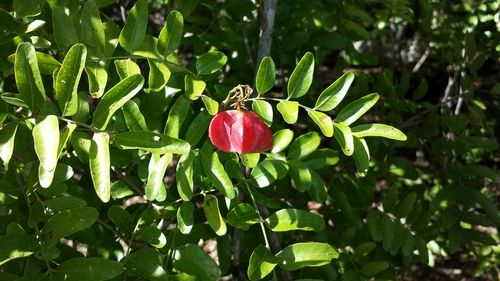 Majidea zanguebarica