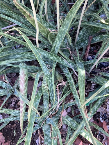 Aloe bamangwatensis Schönland