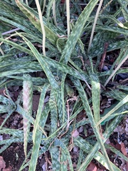 Aloe zebrina, photograph author not stated, no rights reserved