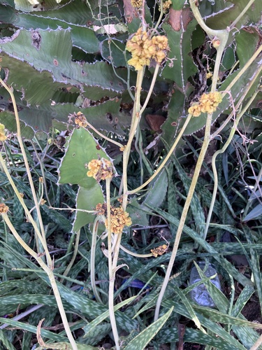 Aloe zebrina, photograph 2