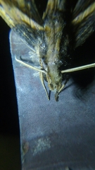 Xylophanes ceratomioides