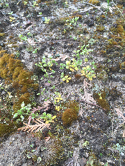 Cerastium semidecandrum