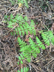 Cystopteris bulbifera