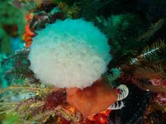 Aplidium circulatum
