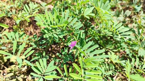 Image of Tephrosia Adunca (Tephrosia adunca) by (c) Thomaz Ricardo Favreto Sinani, some rights reserved (CC BY)