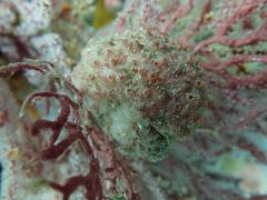 Gynandrocarpa placenta