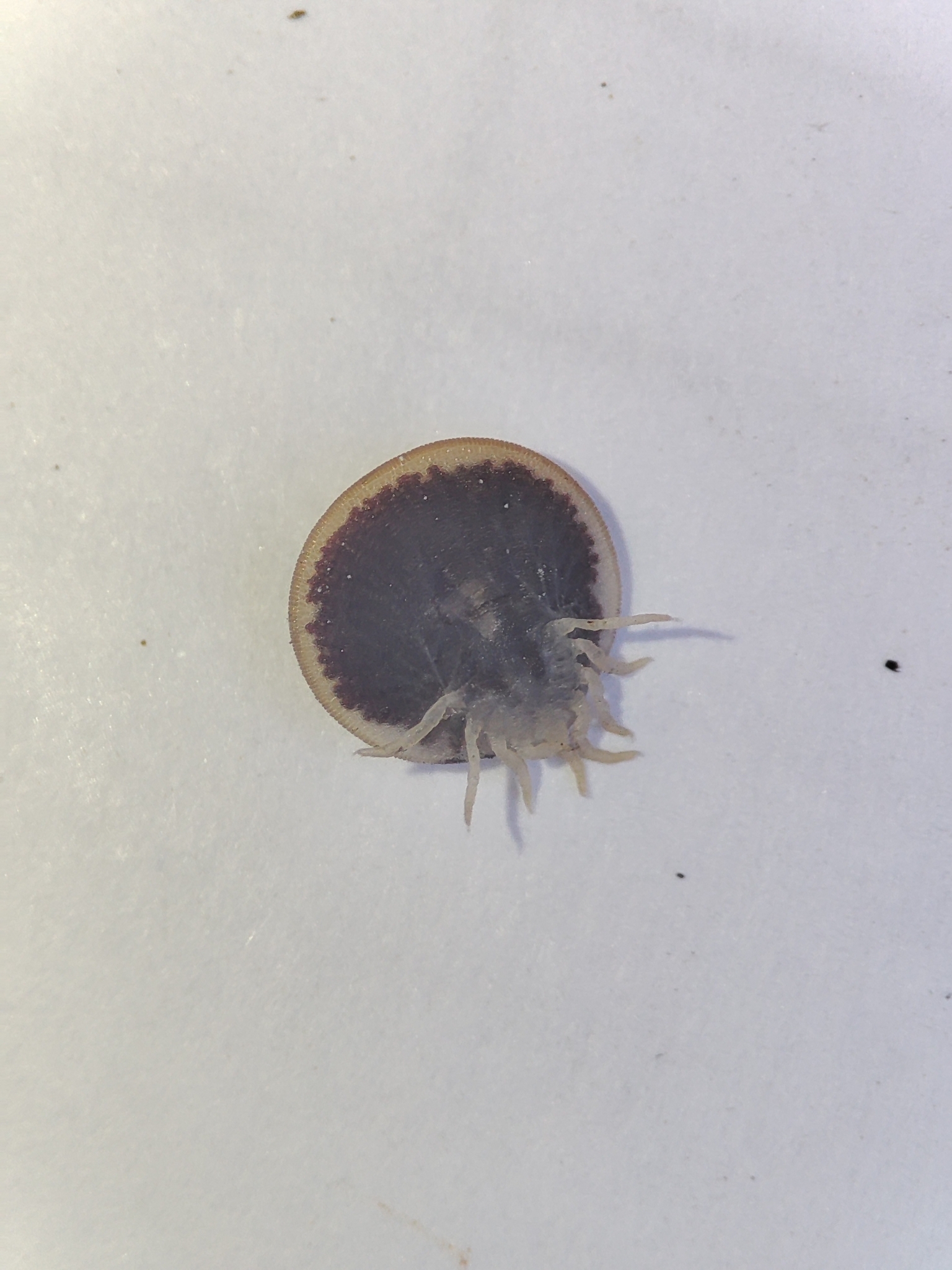 Carios vespertilionis Latreille, 1796