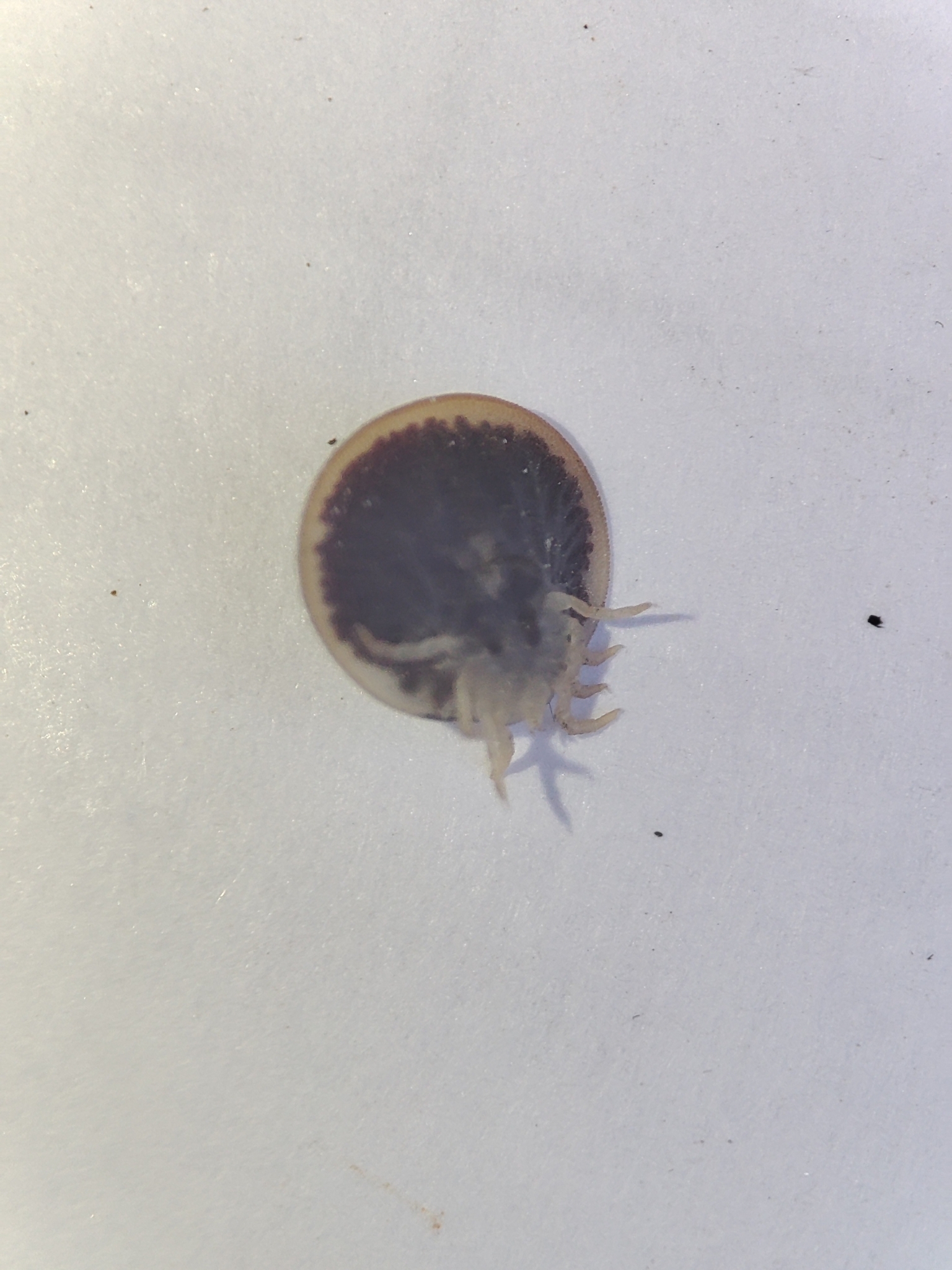 Carios vespertilionis Latreille, 1796