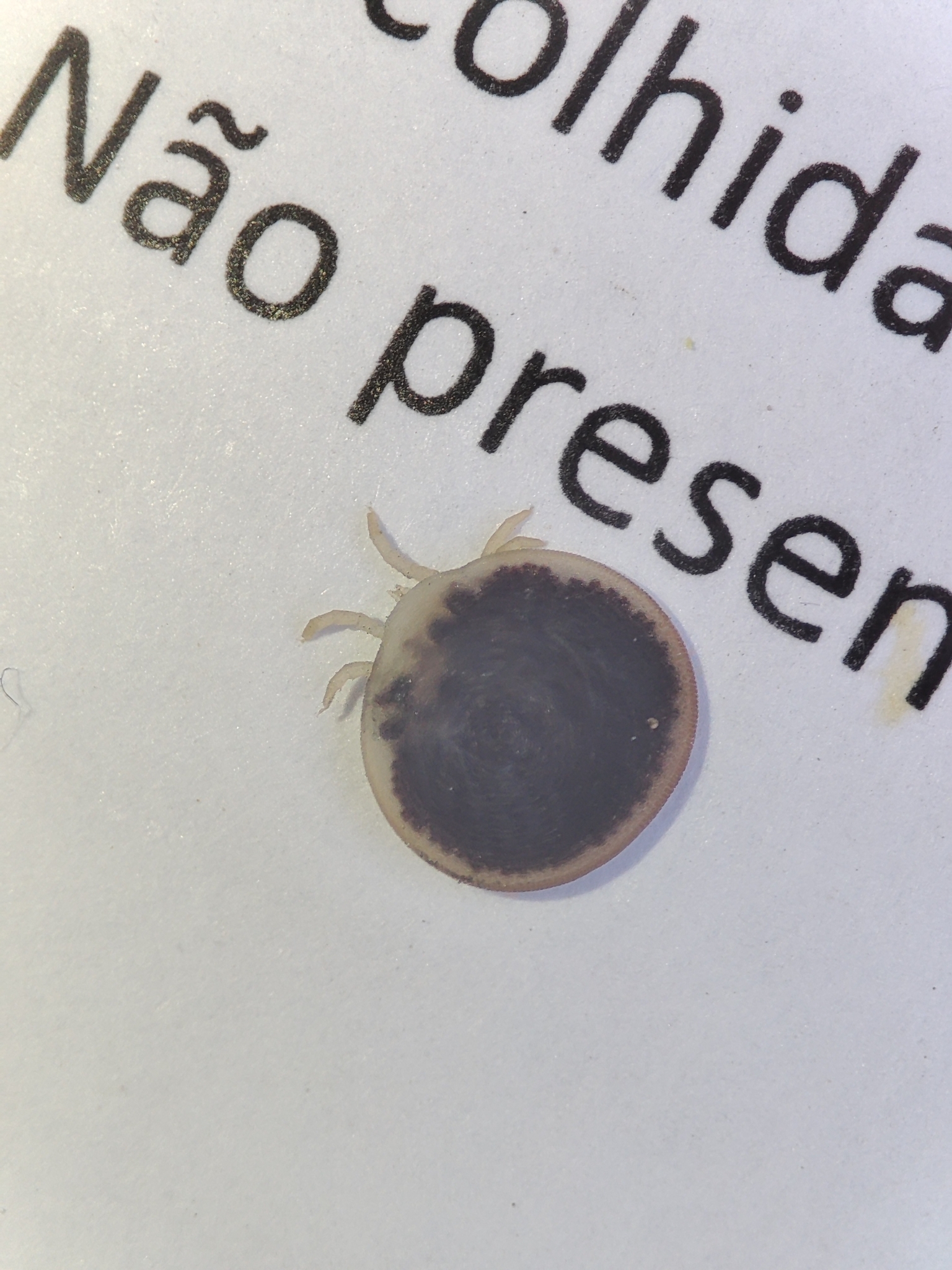 Carios vespertilionis Latreille, 1796