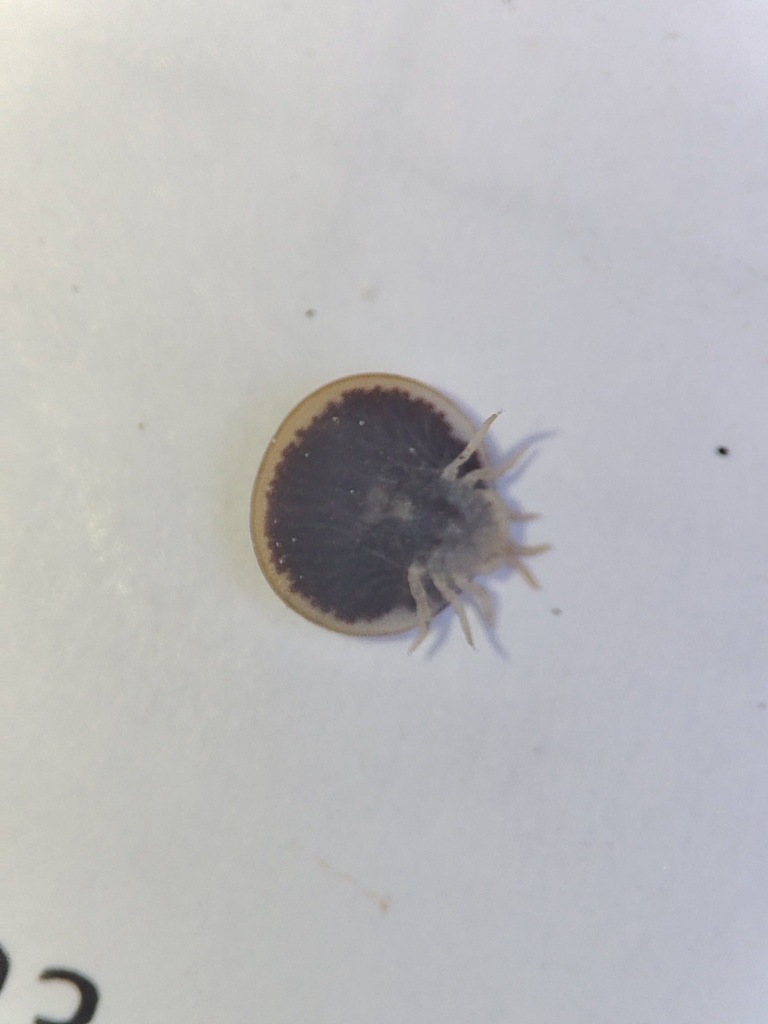 Carios vespertilionis Latreille, 1796