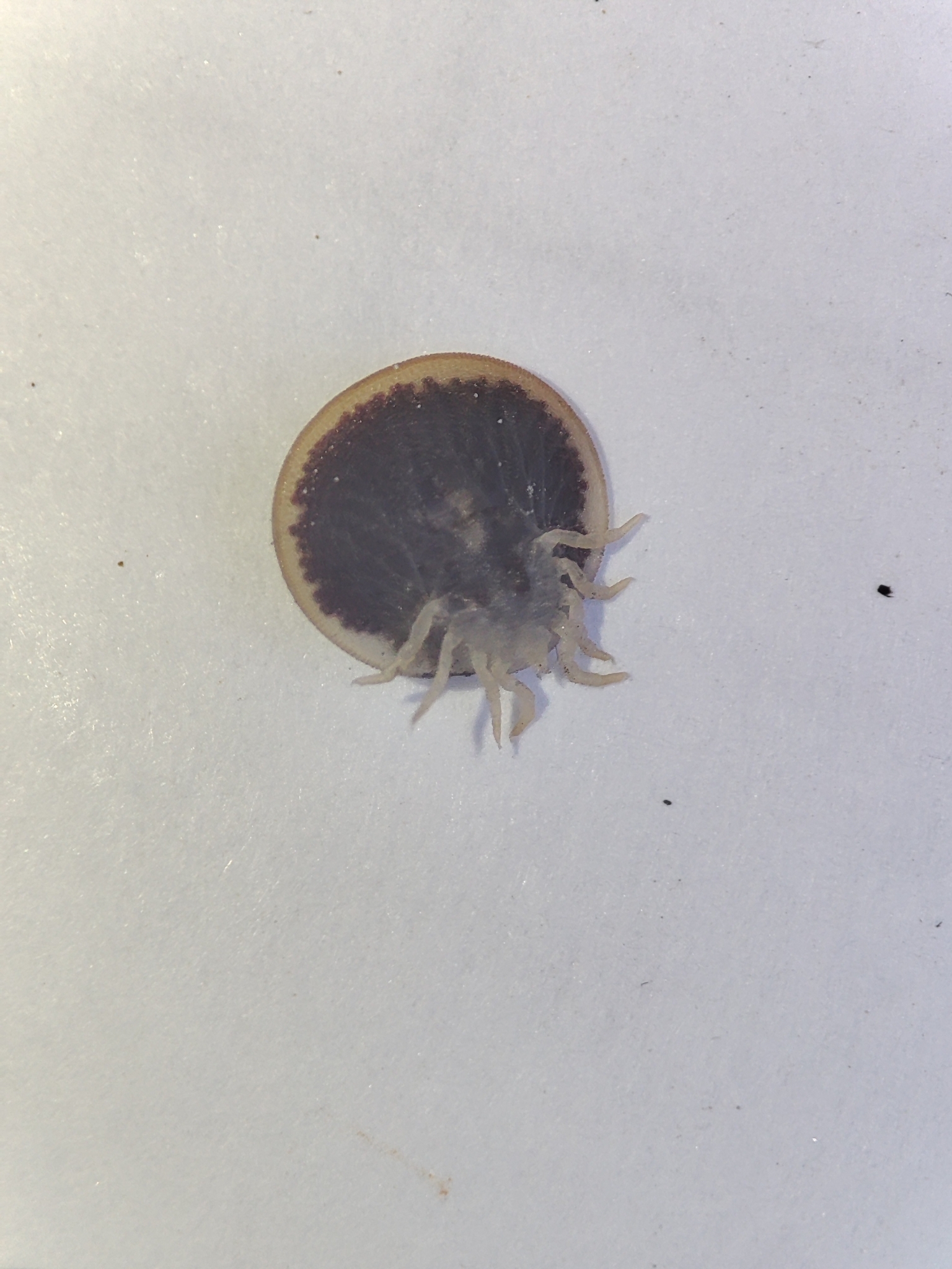 Carios vespertilionis Latreille, 1796