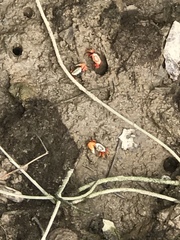 Tubuca arcuata image
