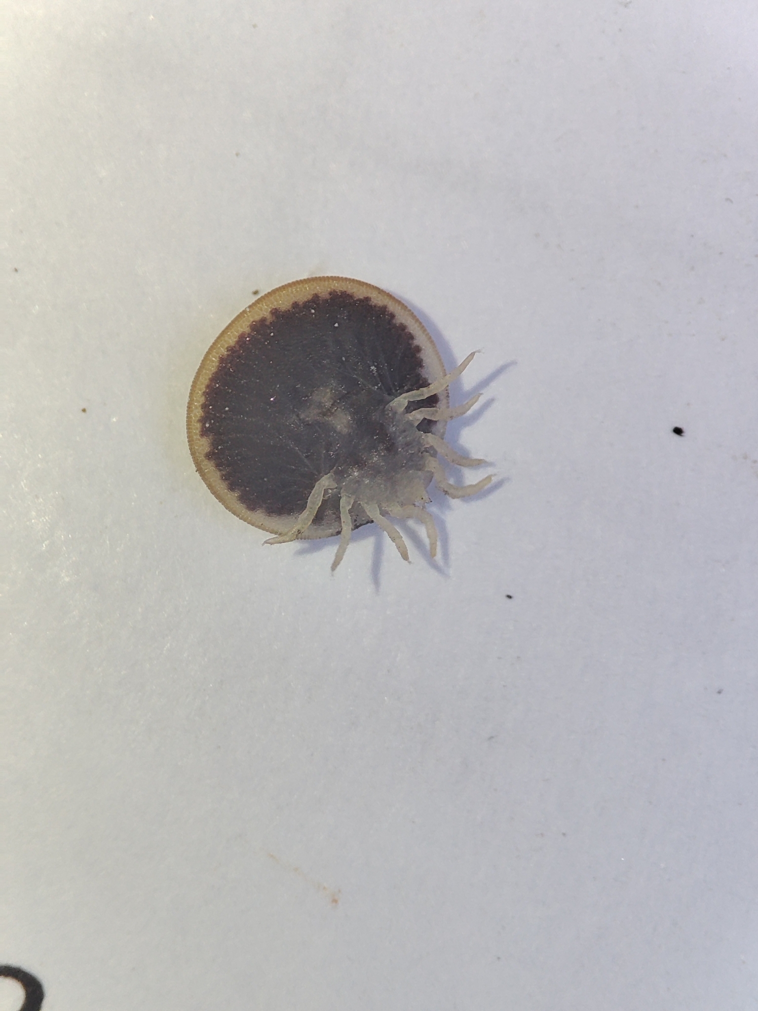 Carios vespertilionis Latreille, 1796