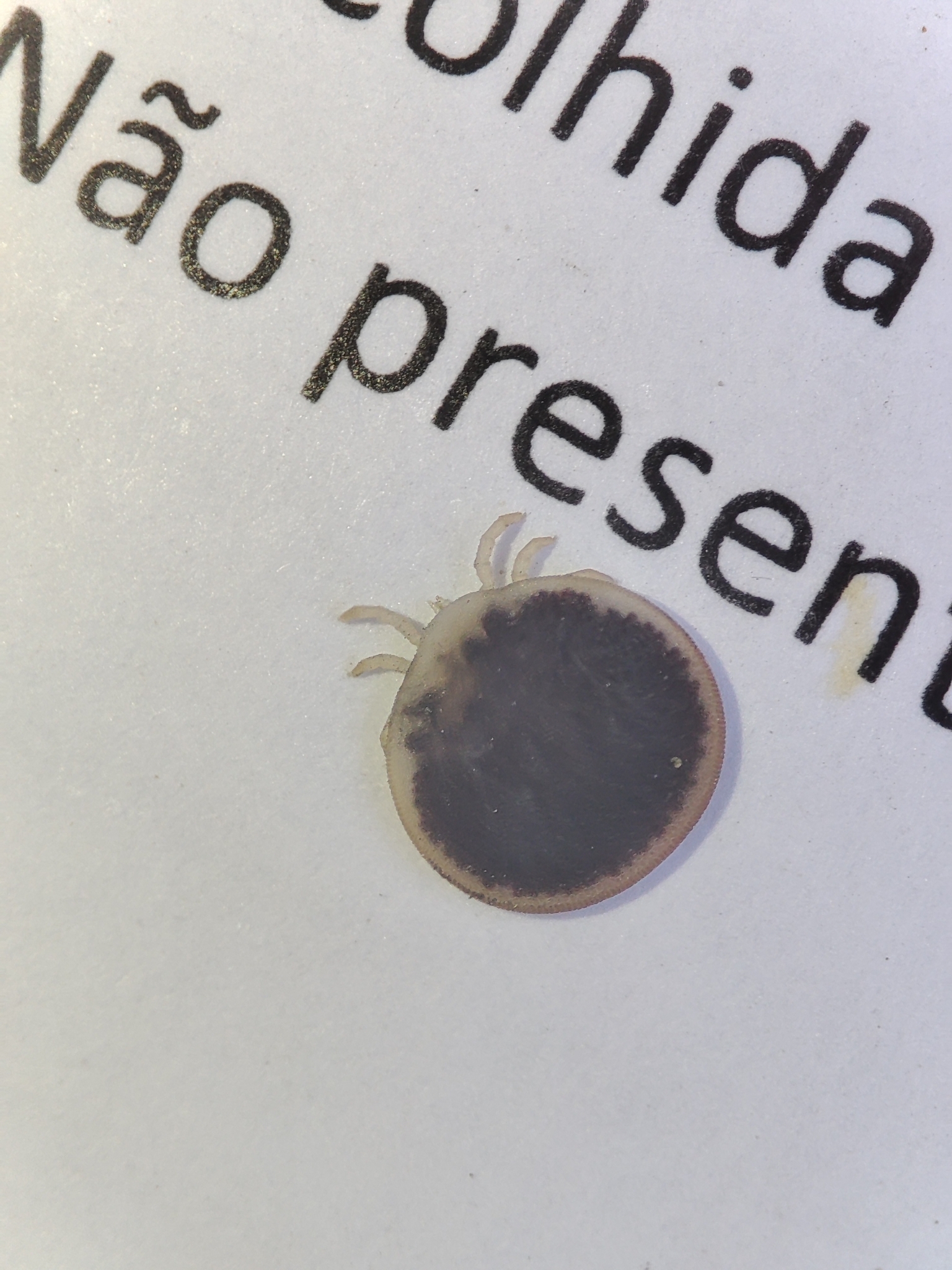 Carios vespertilionis Latreille, 1796
