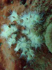 Parazoanthus capensis