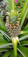 Ananas comosus