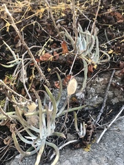 Dudleya attenuata