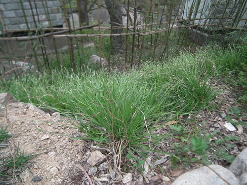 Carex pisiformis iNat (3)